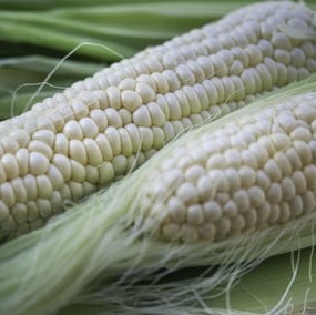 Maize